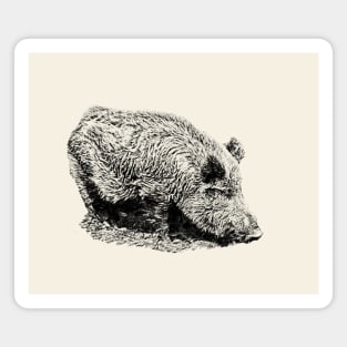 Wild boar Magnet